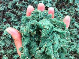 What is the difference between hydroseeding and Hydromulching?